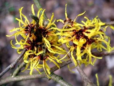 HAMAMELIS X INTERMEDIA ARNOLD PROMISE