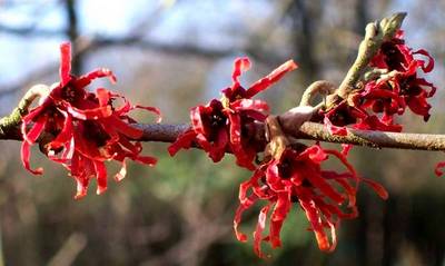 HAMAMELIS X INTERMEDIA DIANE