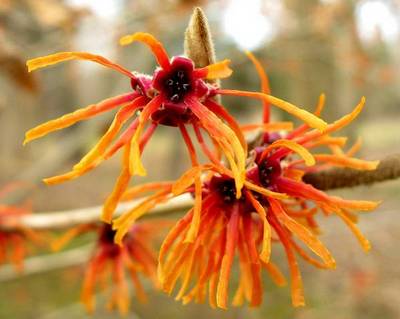 HAMAMELIS X INTERMEDIA JELENA