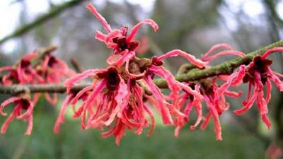 HAMAMELIS X INTERMEDIA RUBY GLOW
