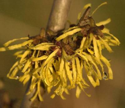 HAMAMELIS X INTERMEDIA WESTERSTEDE