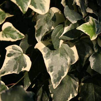 HEDERA GLOIRE DE MARENGO