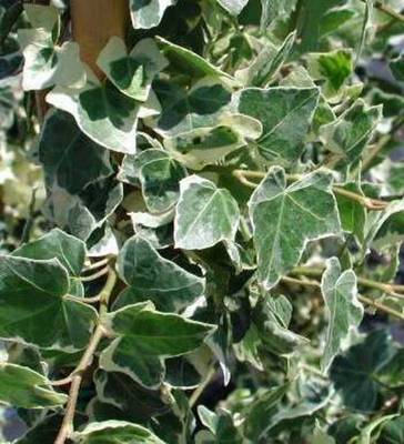 HEDERA HELIX ELEGANTISSIMA