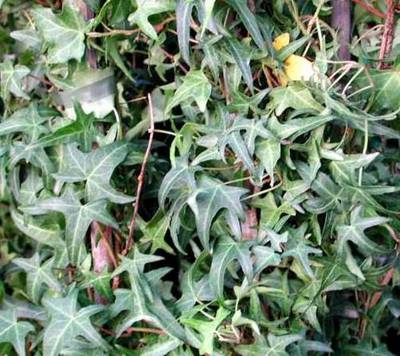 HEDERA HELIX SAGITTIFPITTSBURGH