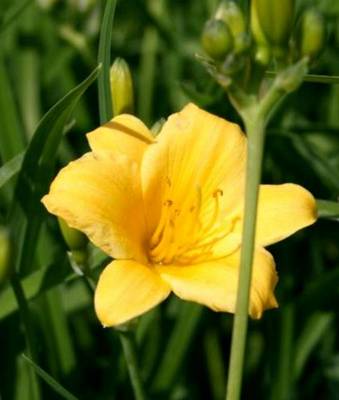 HEMEROCALLIS STELLA DE ORO